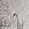Albino Pfau in Prag