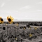 Blumen an der Route 66