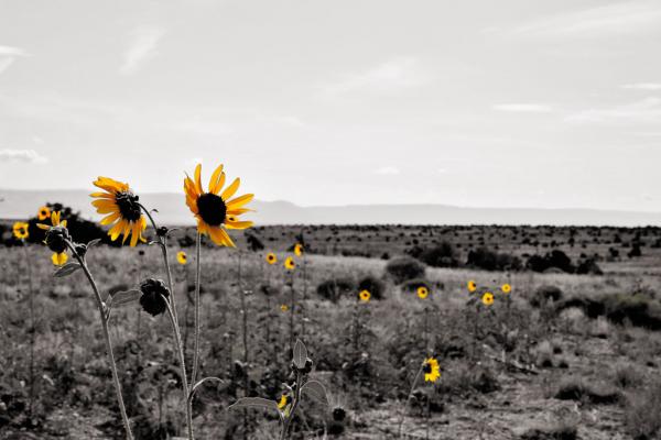 Blumen an der Route 66