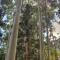 Fraser Island: Blick nach oben