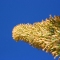 Grand Canyon: Agave utahensis
