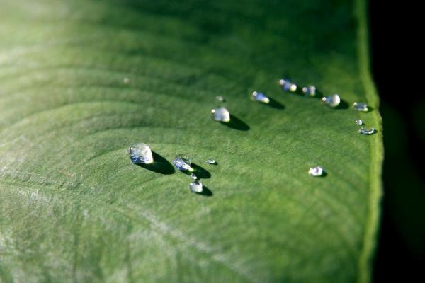 André Hellers Garten #4: Regentropfen auf dem Blatt