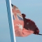 Australiens Flagge: Red Ensign