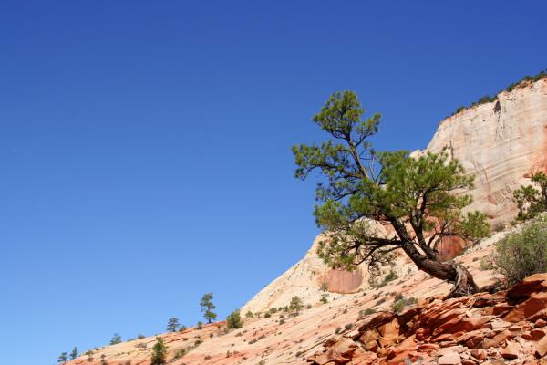 Zion National Park